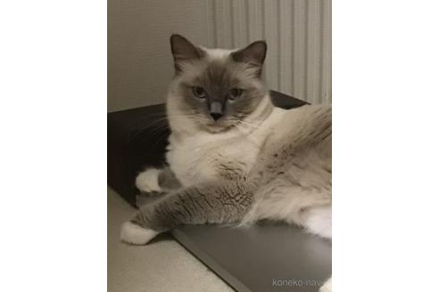 販売中のラグドールの親猫